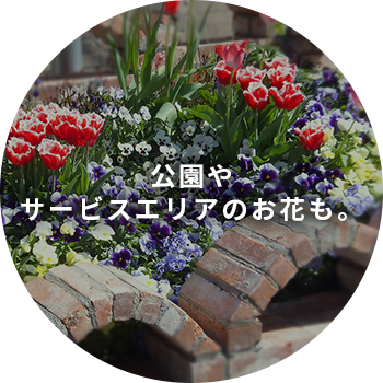 公園やサービスエリアのお花も。