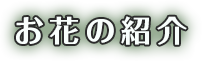 お花の紹介